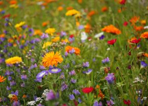 Blumenwiese – Fachberatertipp