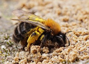 Hummeln im Kleingarten - Fachberatertipp