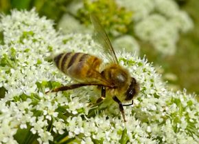 Gartennützlinge – Fachberatertipp