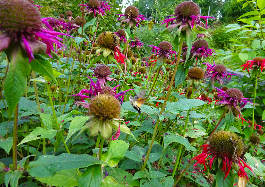 Naturnah gärtnern - Artenvielfalt Pflanzenleben