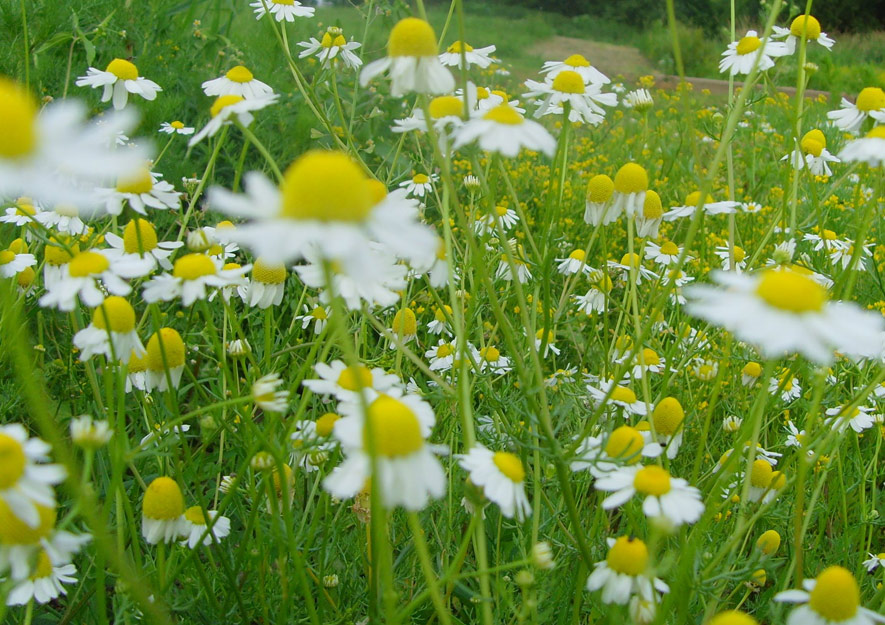 Hundskamille - Artenvielfalt im Kleingarten