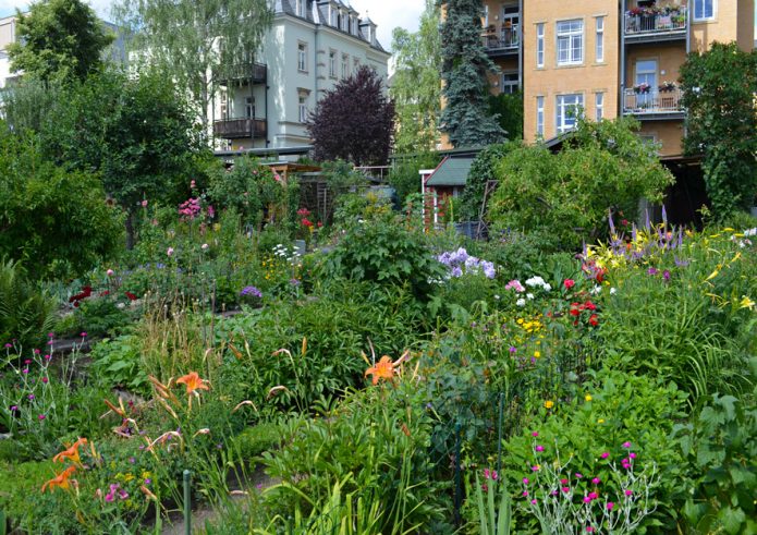 Blühende Blumen im Kleingarten