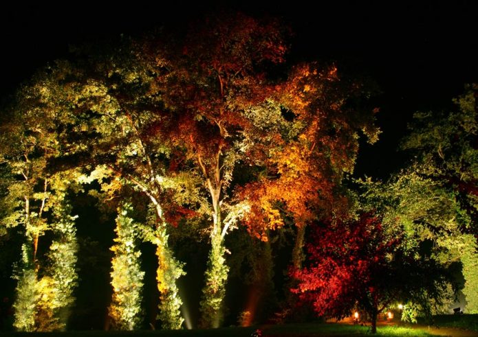Lichtverschmutzung entgegenwirken - beleuchtete Bäume