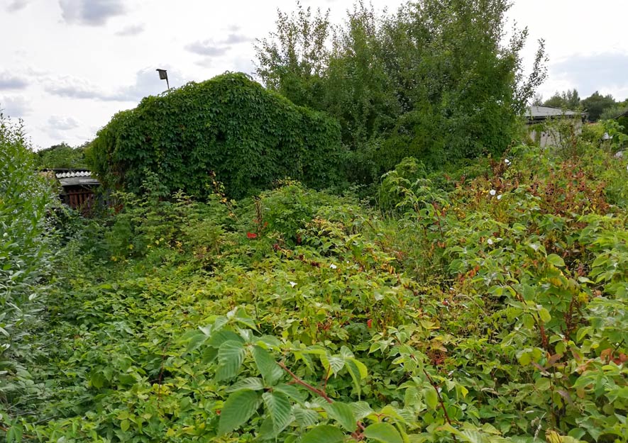 Naturnah oder naturbelassener Kleingarten