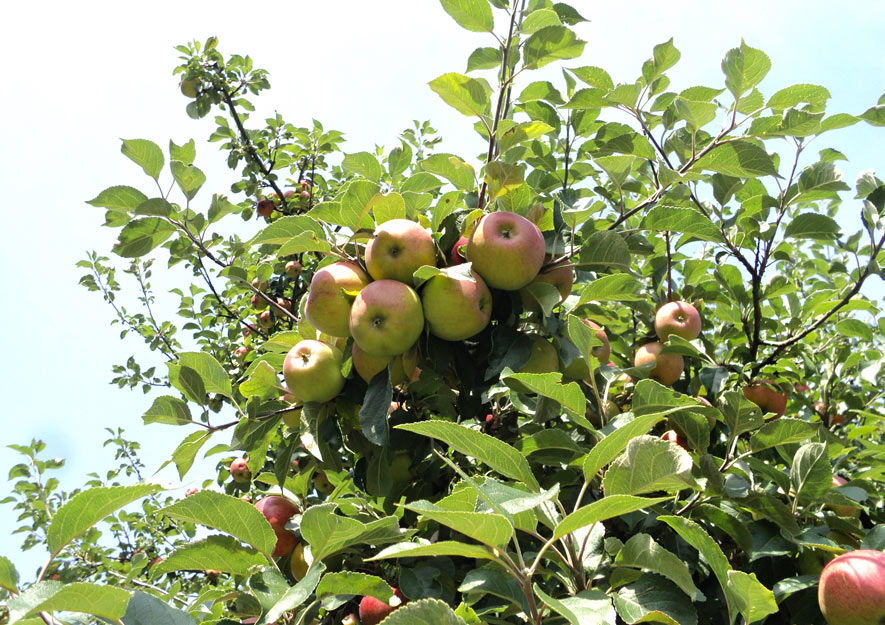 Obstbäume - Früchte ernten und Schattenspender