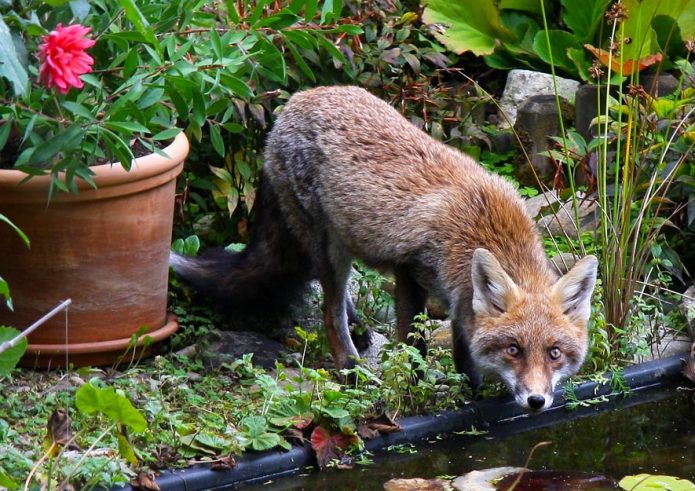 Rotfuchs im Kleingarten