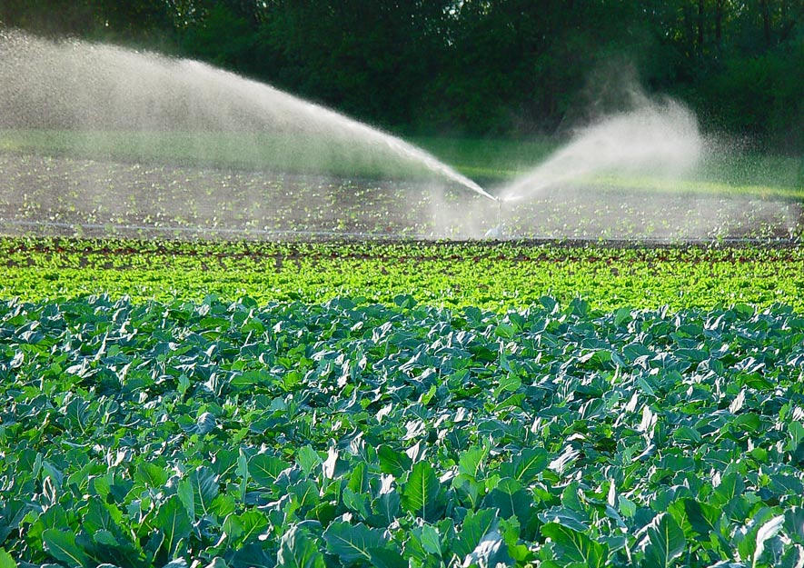 Gemüseanbau und Bewässerung
