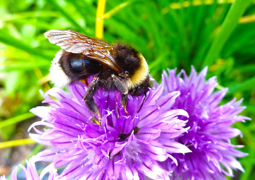 Hummeln sind im Frühjahr mit die ersten Insekten