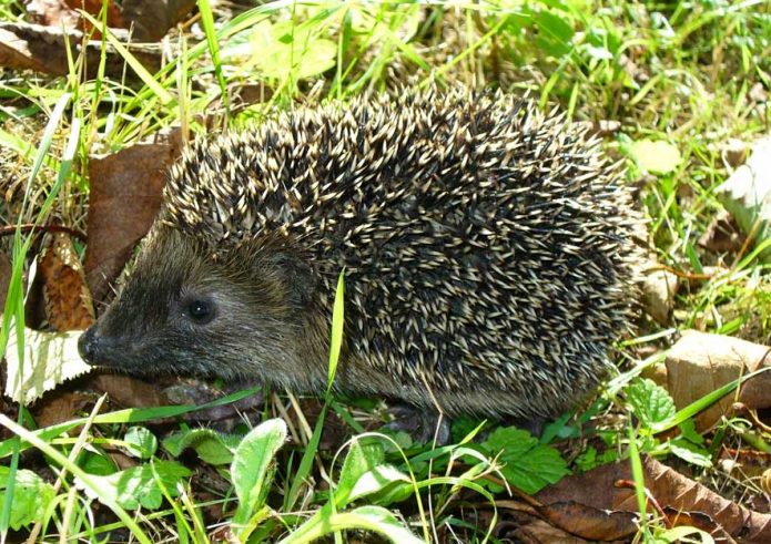 Gartennützling - Igel im Frühjahr