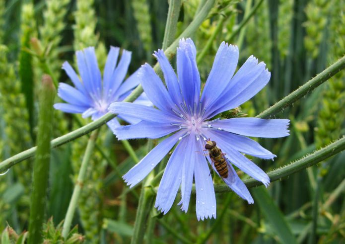 Die Wegwarte - Altes Gartenwissen