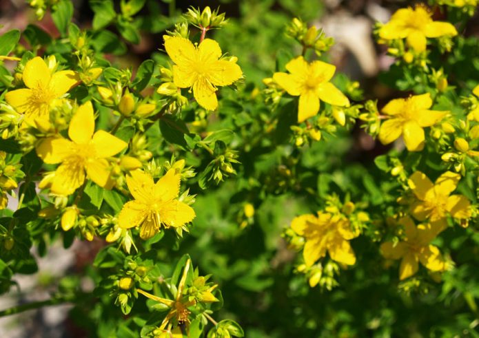 Johanniskraut - Altes Gartenwissen und Gärtnerweisheiten