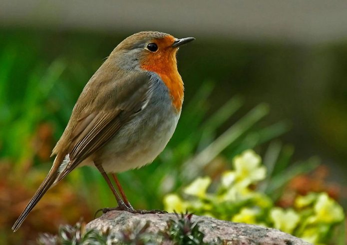 Rotkehlchen im Kleingarten - Artenvielfalt