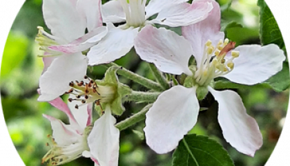 Essbare Blüten im Kleingarten - Apfelblüte