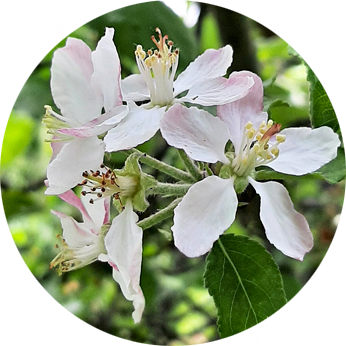 Essbare Blüten im Kleingarten - Apfelblüte