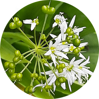 Essbare Blüten im Kleingarten - Bärlauchblüte