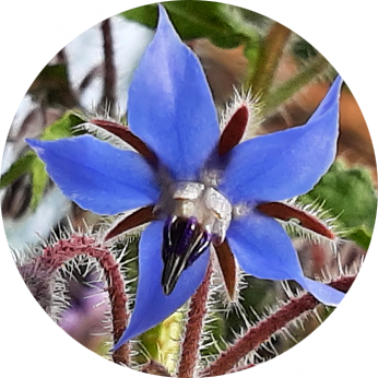 Essbare Blüten im Kleingarten - Borretschblüte