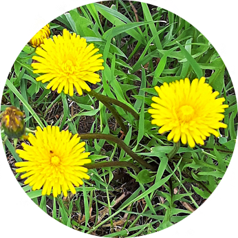 Essbare Blüten im Kleingarten - Löwenzahnblüte