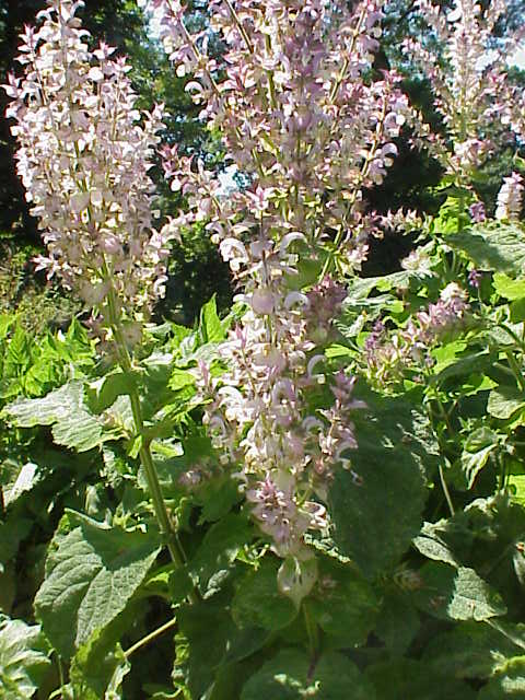 Muskat-Salbei - Lippenblütengewächse (Lamiaceae)