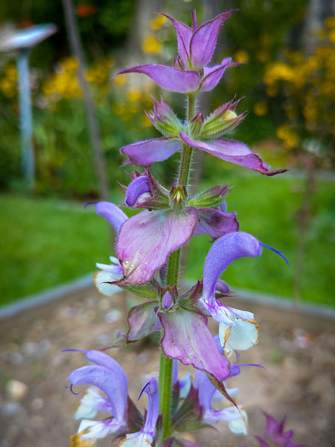 Muskatellersalbei - Lippenblütengewächse (Lamiaceae)