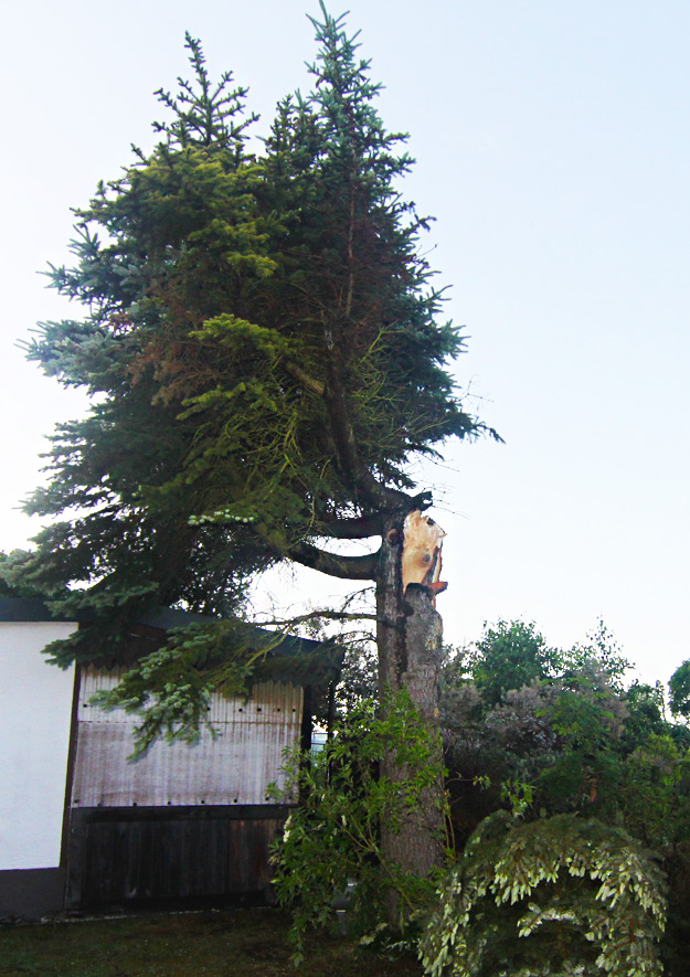 Nadelbäume im Kleingarten