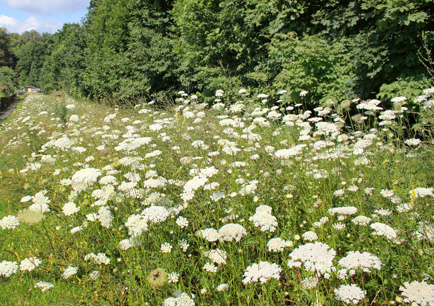 Größere Pflanzenvielfalt im Kleingarten