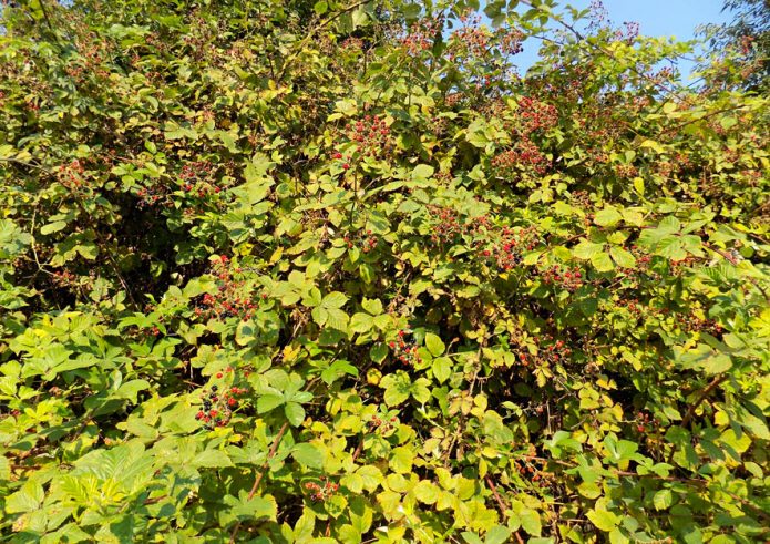 Dichtes Brombeersträucher-Gestrüpp