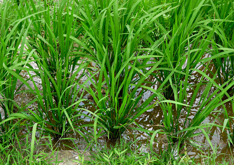 Konkurrierende Reispflanzen