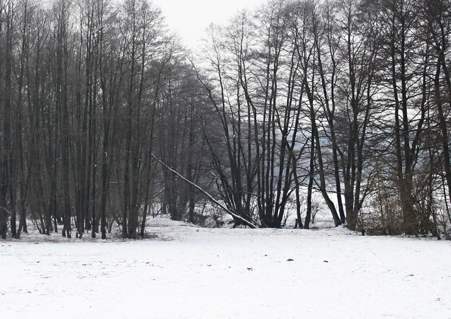 Pflanzenwachstum im Winter