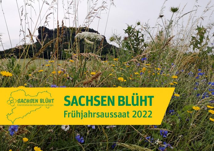 Sachsen blueht - Frühjahrsaussaat 2022