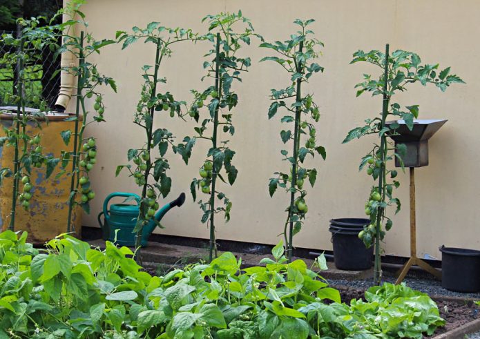 Tomaten - Samen überleben den Winter