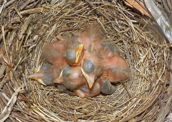 Gartenvögel im Kleingarten