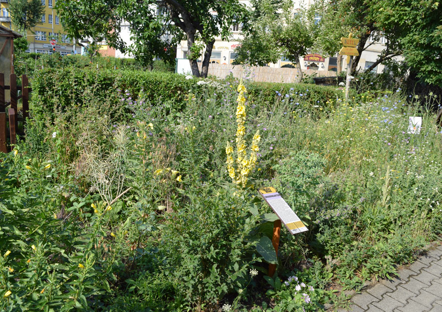Gnadengarten mit Wildpflanzen