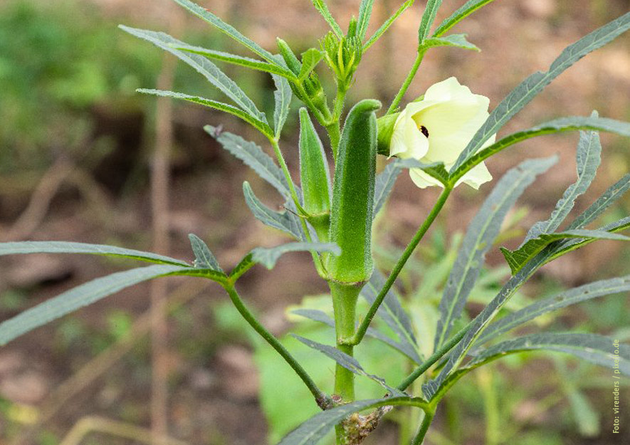 Okra-Blüte und Frucht