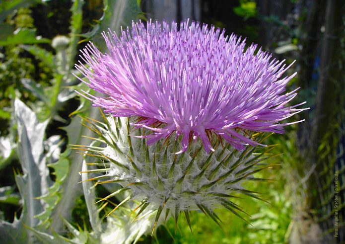 Silberdistel Blüte