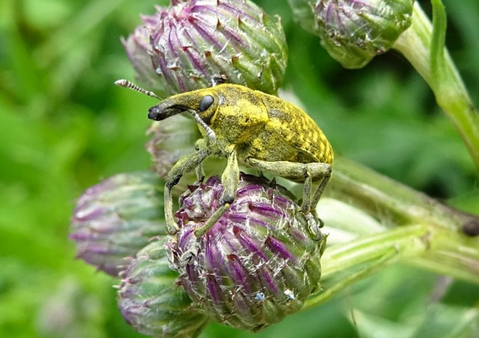 Kratzdistel mit Stängelrüssler