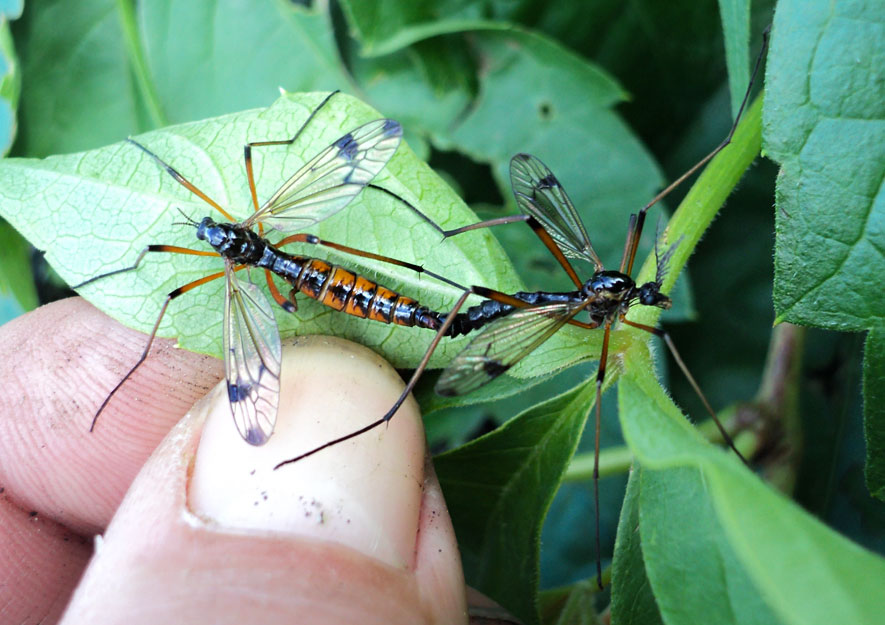 Schnakengattung (Dictenidia bimaculata)