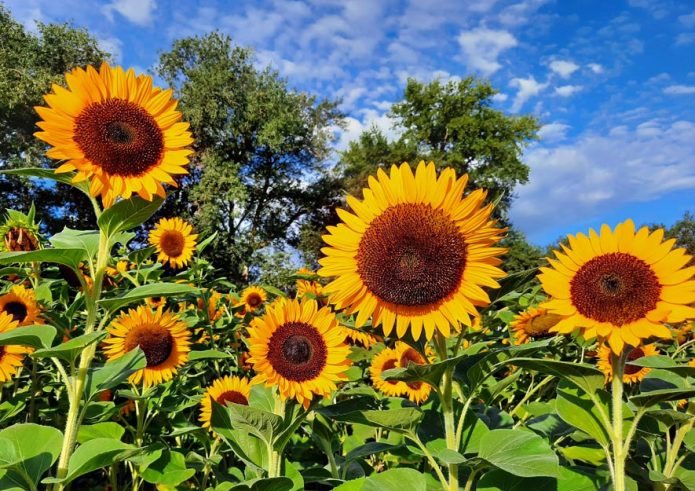 Einheimische Sonnenblume