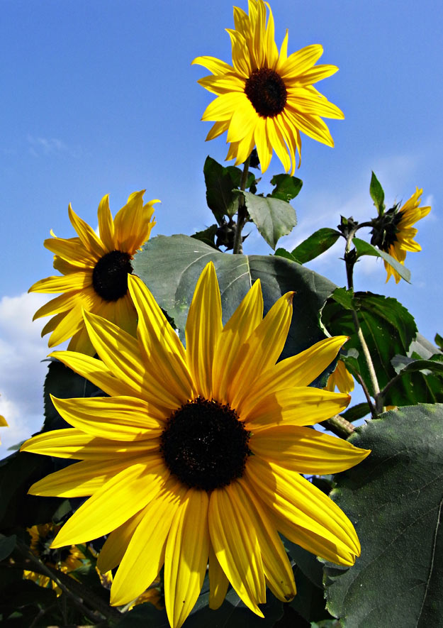 Tithonia - mexikanische Sonnenblume