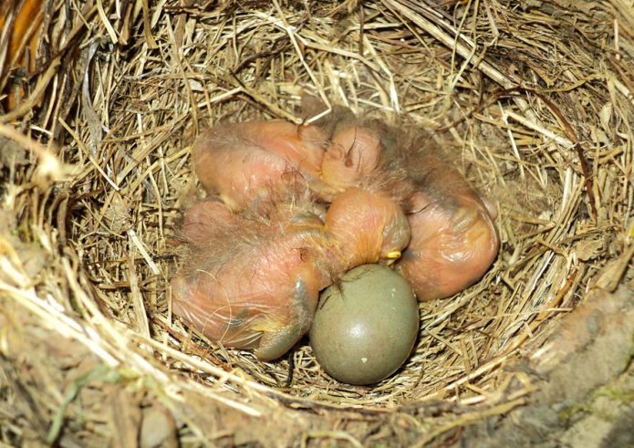 Frisch geschlüpfte Amseln im Nest