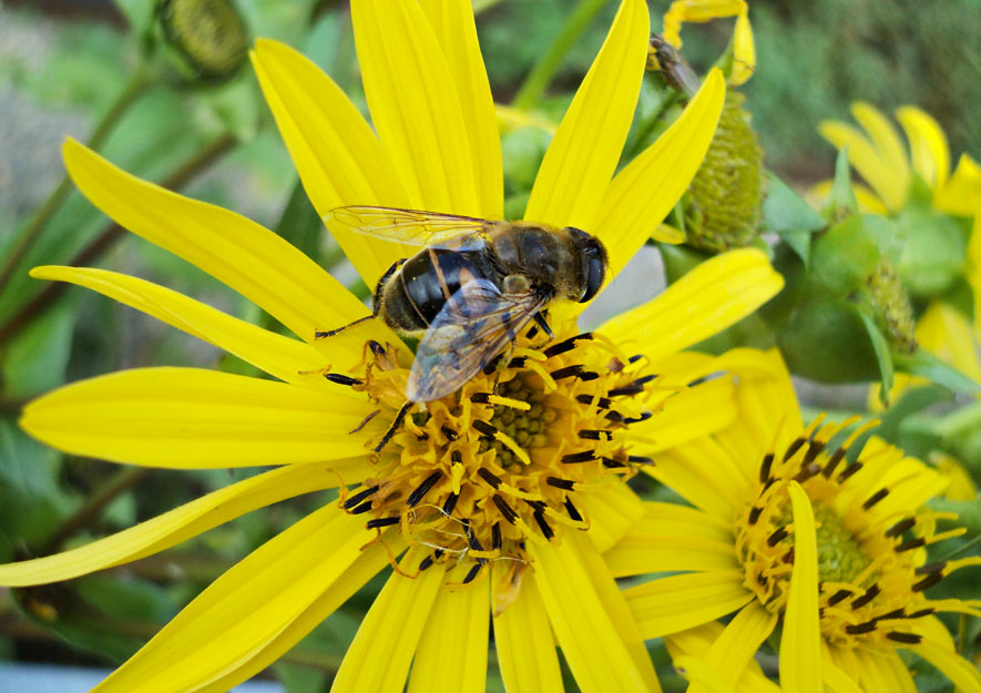 Wildbiene auf einer Blüte