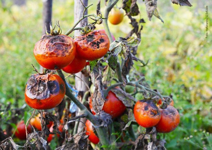 Kraut- und Braunfäule an Tomaten
