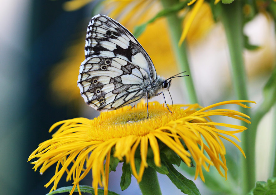 Tagfalter auf offener Blüte