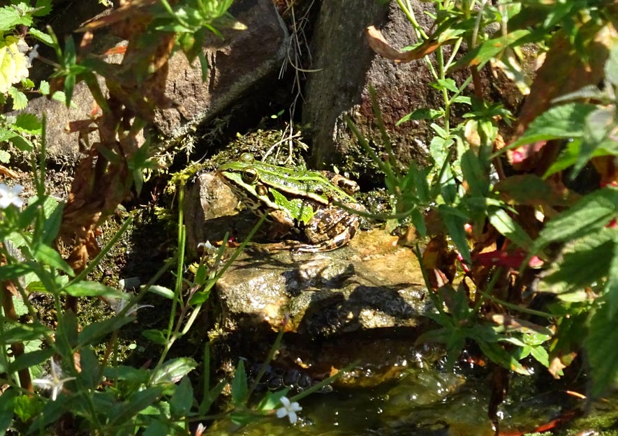 Teichfrosch im Kleingarten