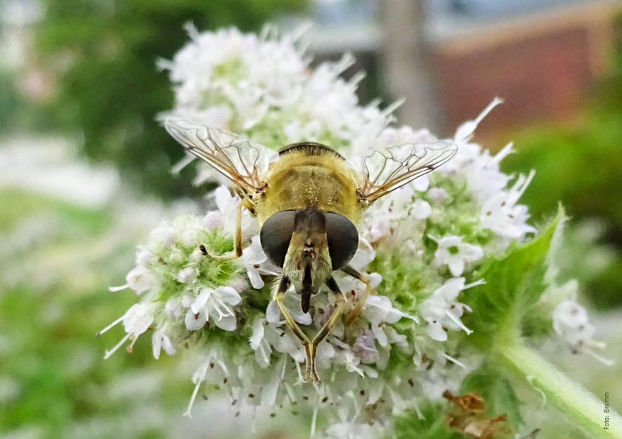 Schwebfliege Facettenaugen