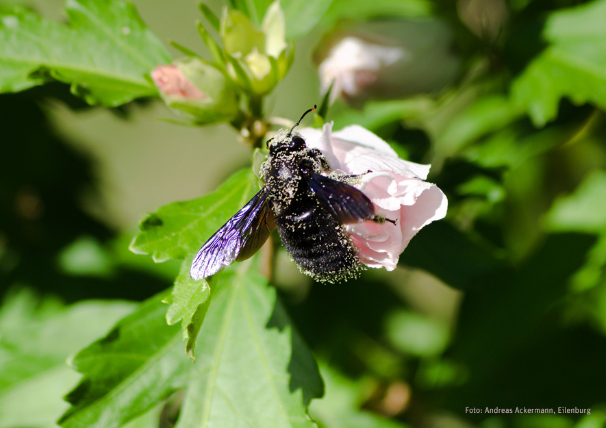 Blaue Holzbiene auf Pollensuche