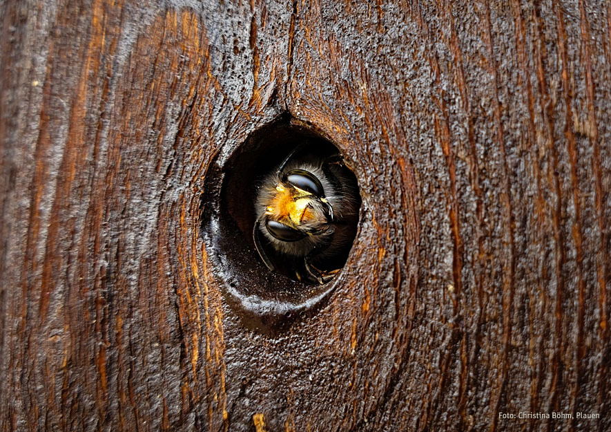 Wildbiene im Holz der Gartenlaube
