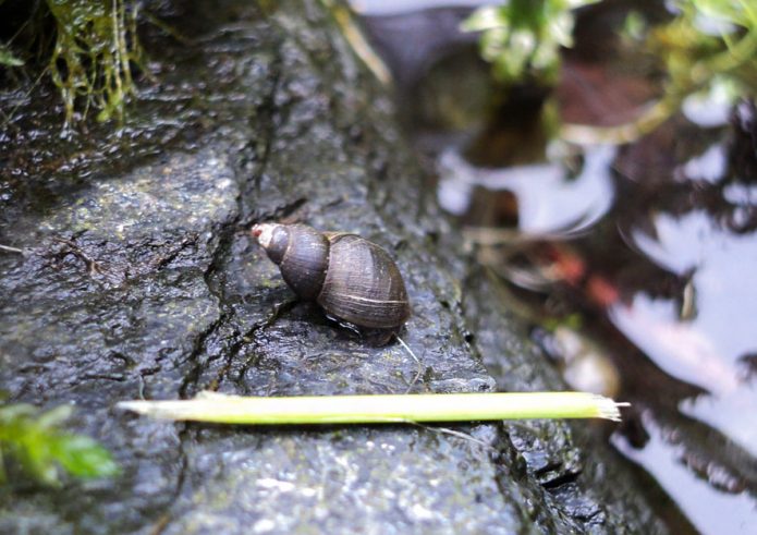 Blasenschnecke - Artenvielfalt im Kleingarten