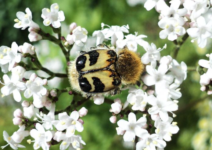 Pinselkäfer