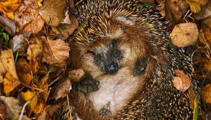 Igel im Winterschlaf