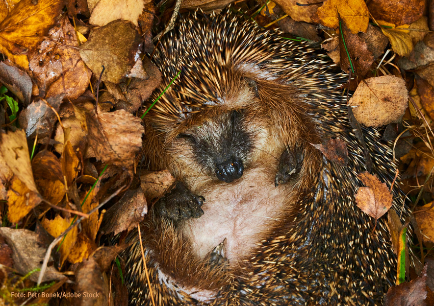 Igel im Winterschlaf